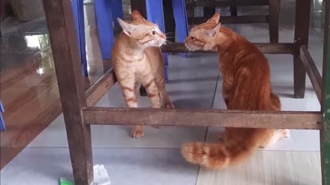 TWO PUSSY CATS ARE FIGHTING FUNNY PETS