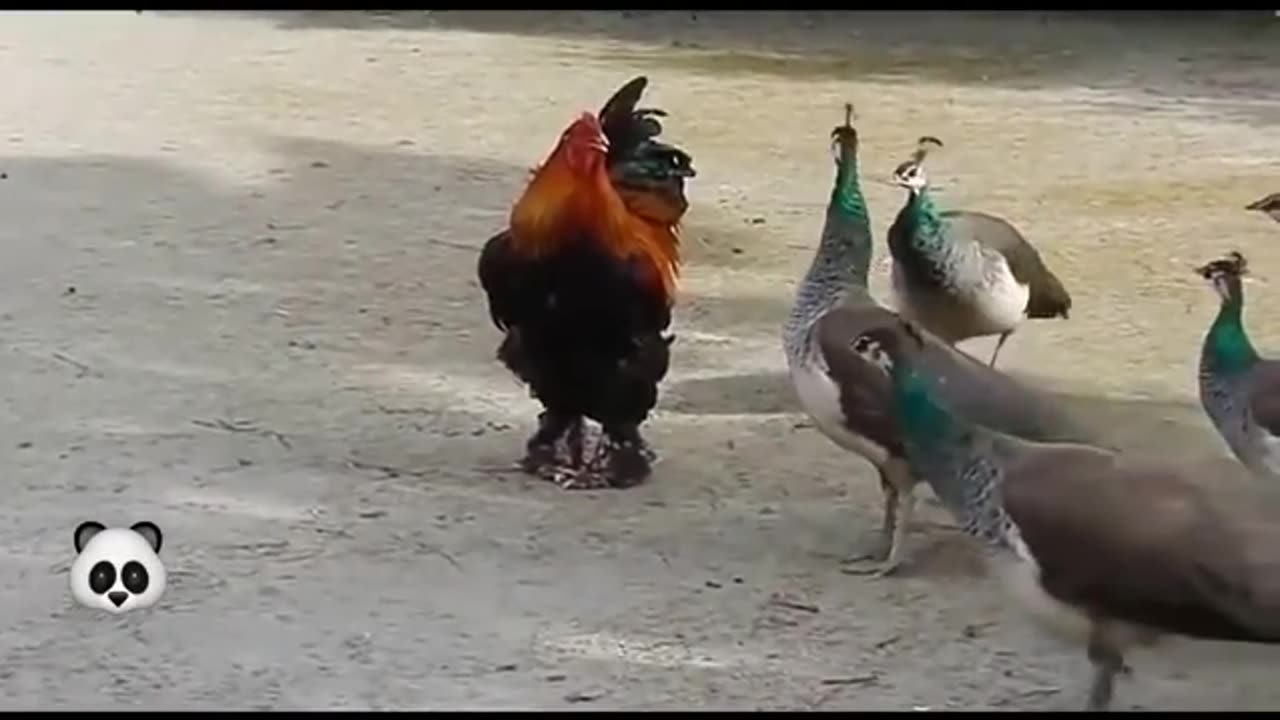 LikeaBossfunnyanimalfightwithroaster🐔Best video