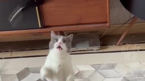 Funny cat