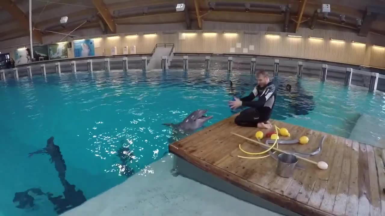 Training a dolphin differently