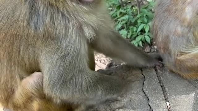 Funny Monkey Laugh