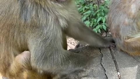 Funny Monkey Laugh