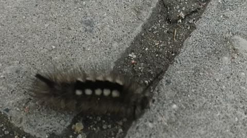 fluffy the caterpillar