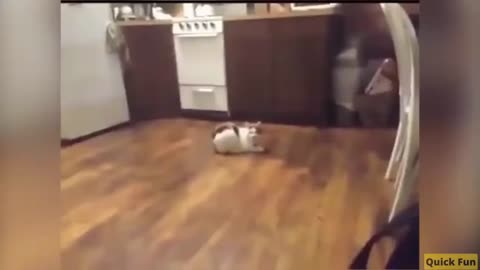 Funny Video Dancing Cats And Dogs