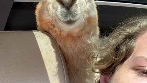 A Man and his Alpaca Take a Ride