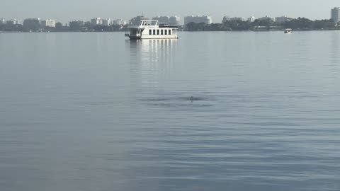 Dolphins in the Bay