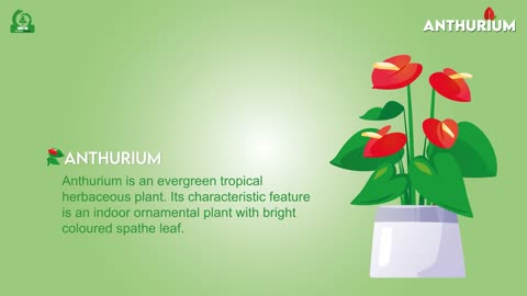 Anthurium