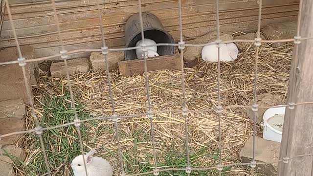 Rabbit house