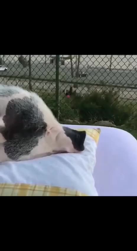 Hog living a much more opulent life than I 😔