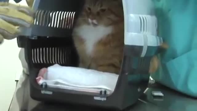 CUTE CATS VIDEOS