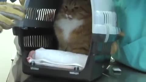 CUTE CATS VIDEOS