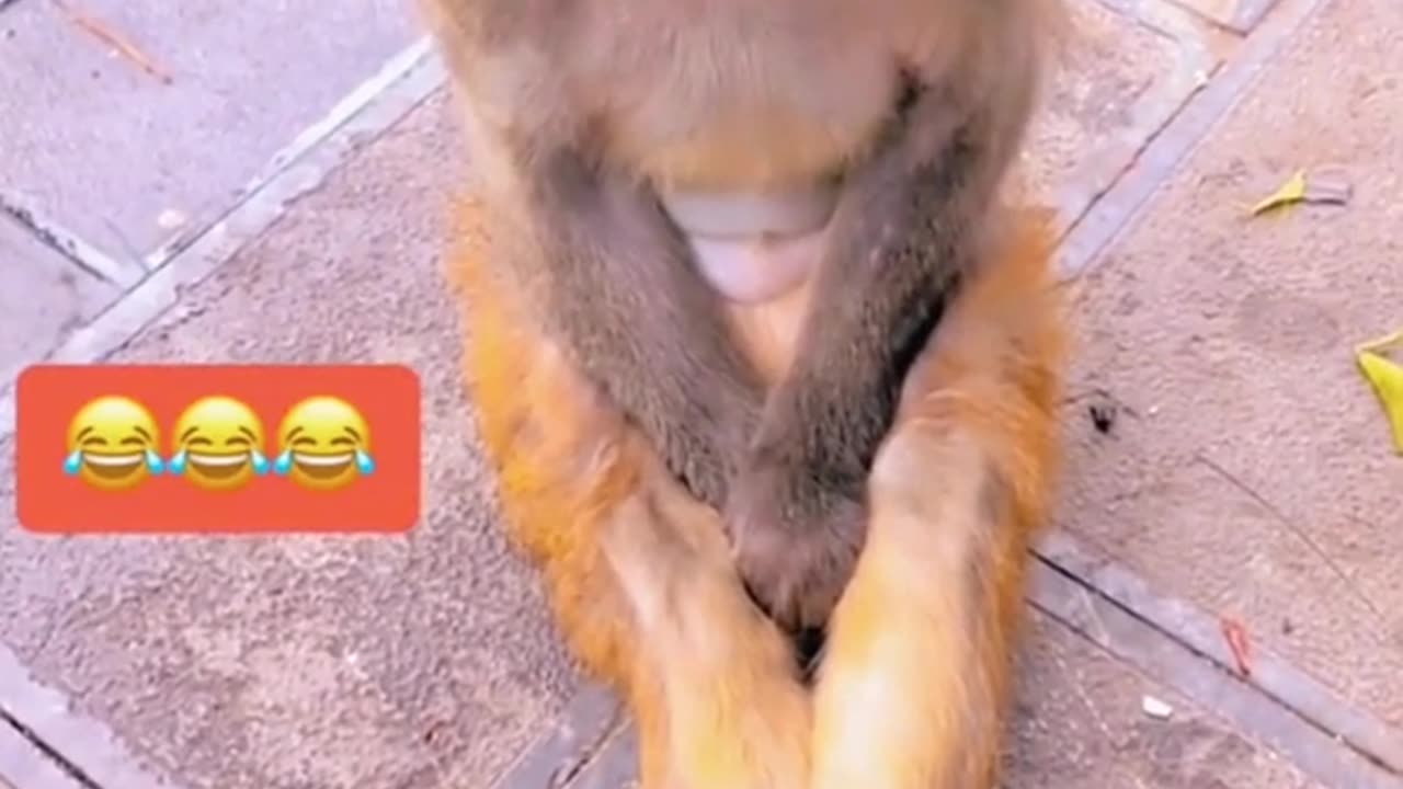 Funny animals video🐈🐵""Funny cat and mouse video""