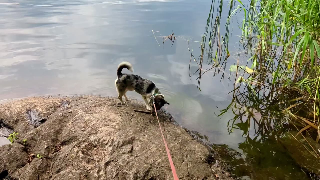 Pussel på stenhäll vid sjön🐕❤️