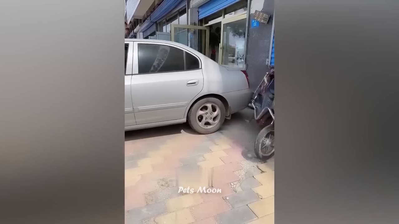 Funny Animal Video