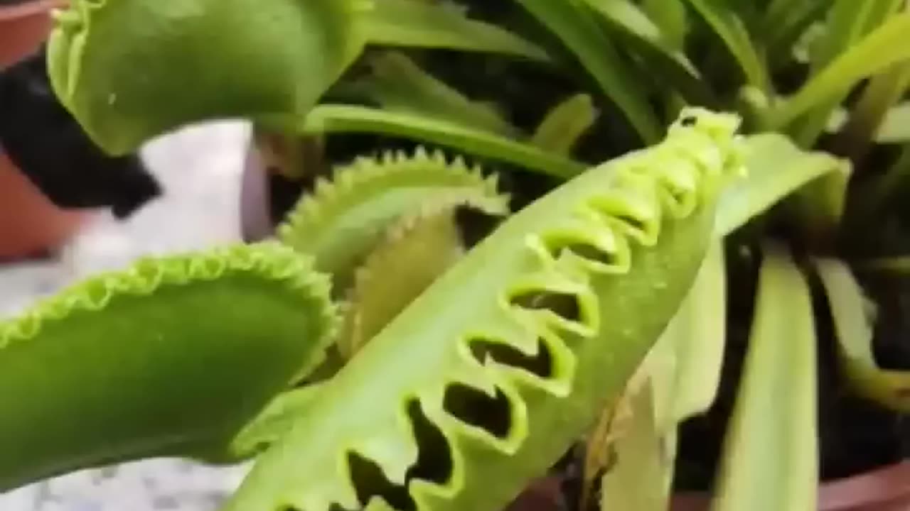 Venus flytrap catching it's prey