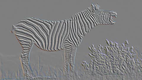 Zebra 6