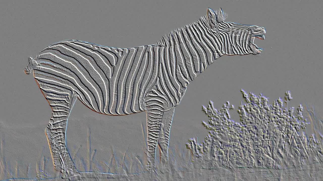 Zebra 6