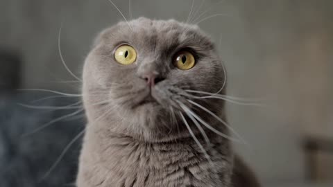 cat Feline Whiskers Animal Pet Cute