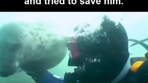 A seal tries to save a man