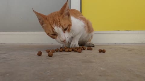 Big eared cat meowing for food and love is so cute