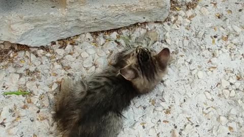 Cute Cats Are Playing together