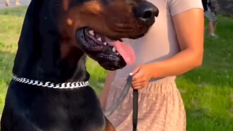 5 Best Guarding Dogs For Home