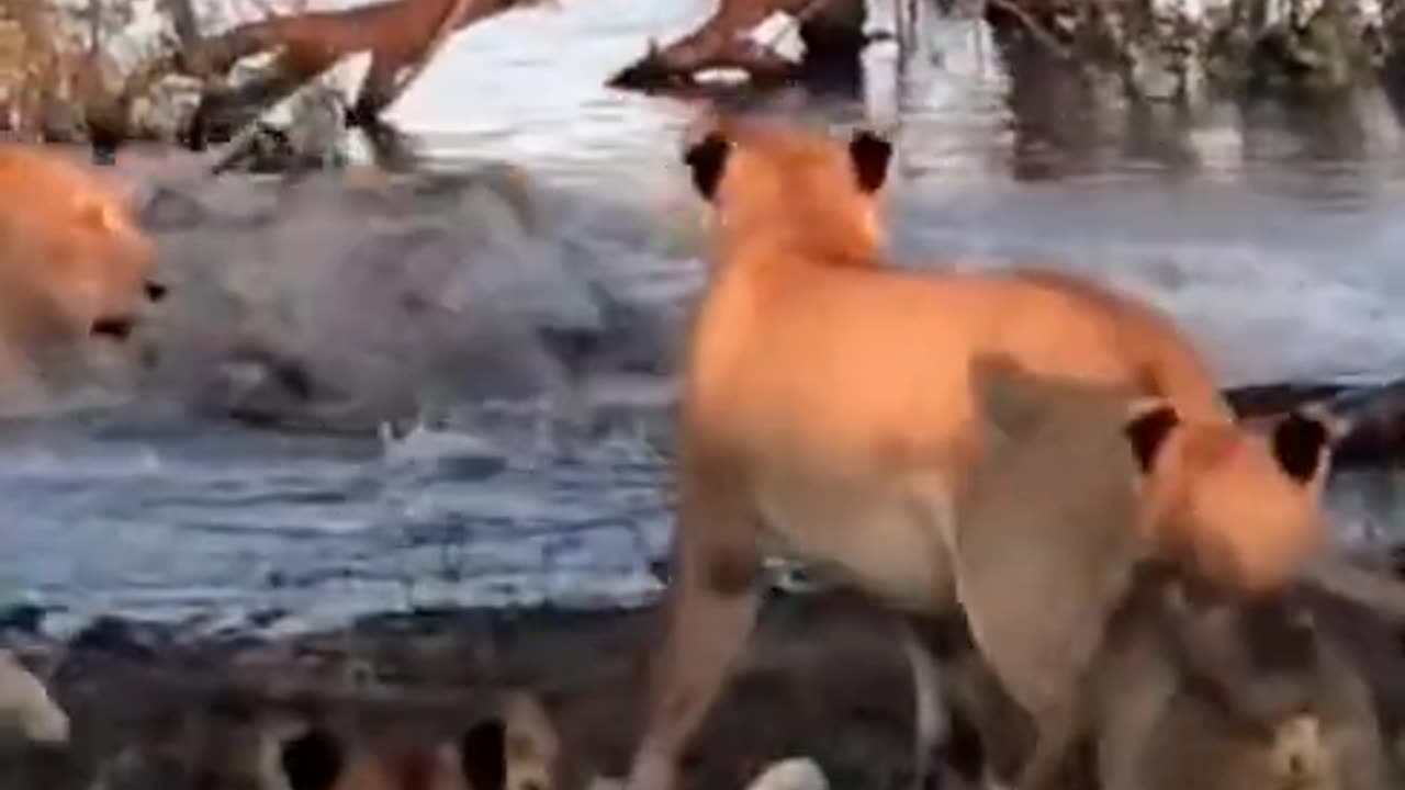 lion vs crocodile #shorts 2021