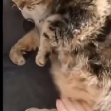 😂Where is my food this is empty funny cats and dogs compilation😂😂|| Try not to laugh ||#shorts