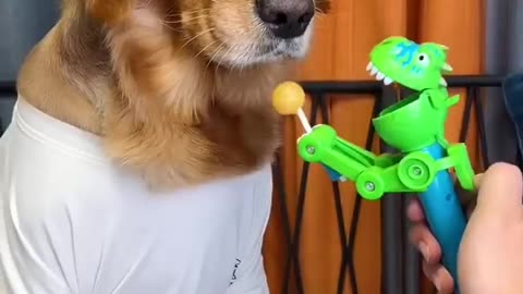 fun dog