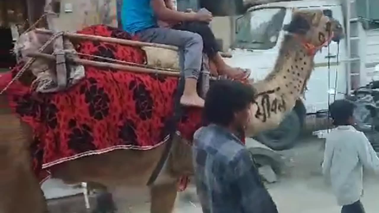 A camel