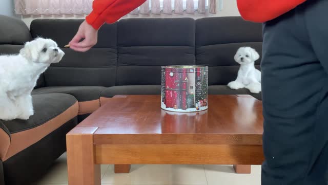 LEAVING MY DOGS ALONE WITH ALL THEIR TREATS AND SNACKS HILARIOUS REACTION