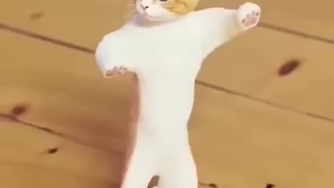 Dancing Cat 🐈 😻 🐈‍⬛️