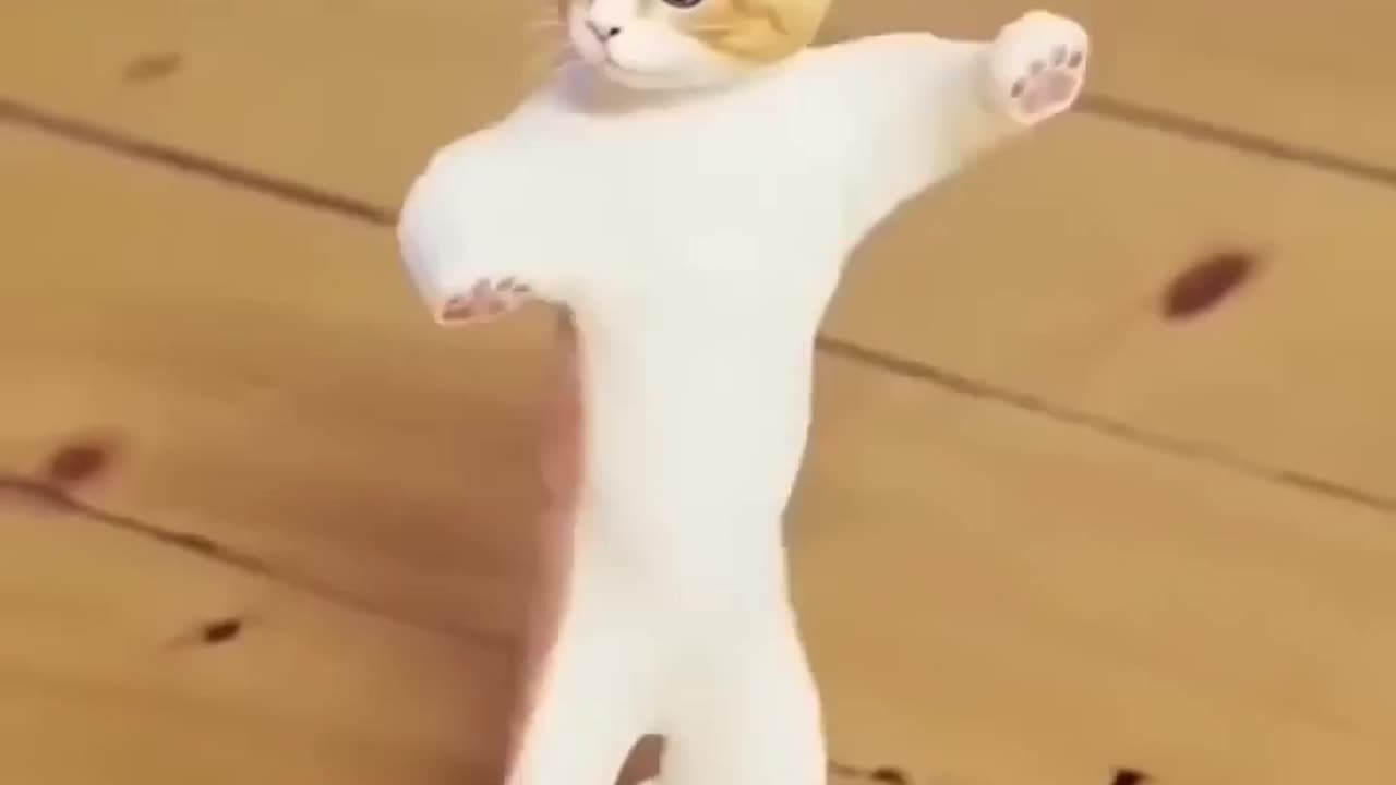 Dancing Cat 🐈 😻 🐈‍⬛️