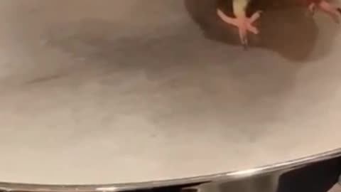 Funny cockatiel macaw parrot bird, love story