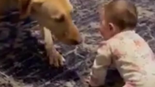 Dog vs baby boys funny moments