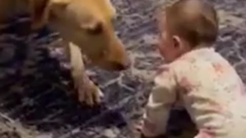 Dog vs baby boys funny moments