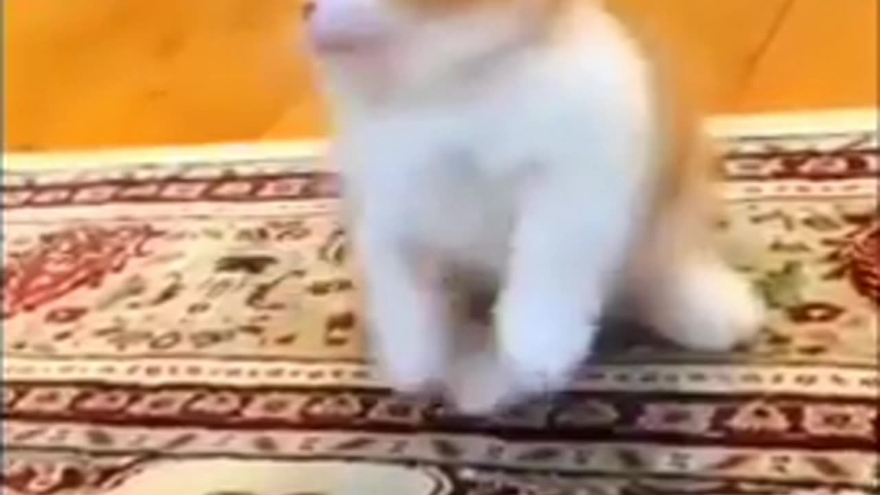 Funny animals video