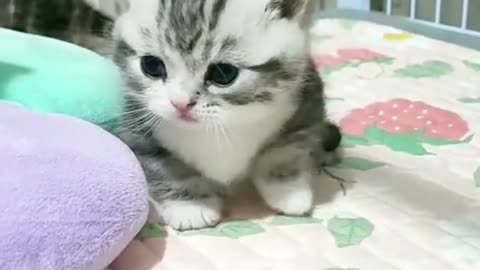 Cute baby cats