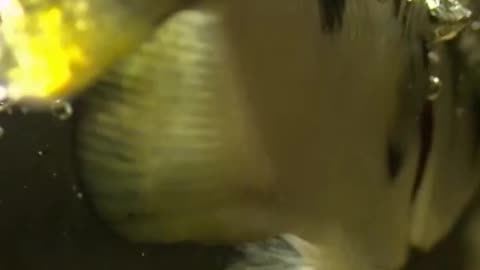 Water pistol ability...😲