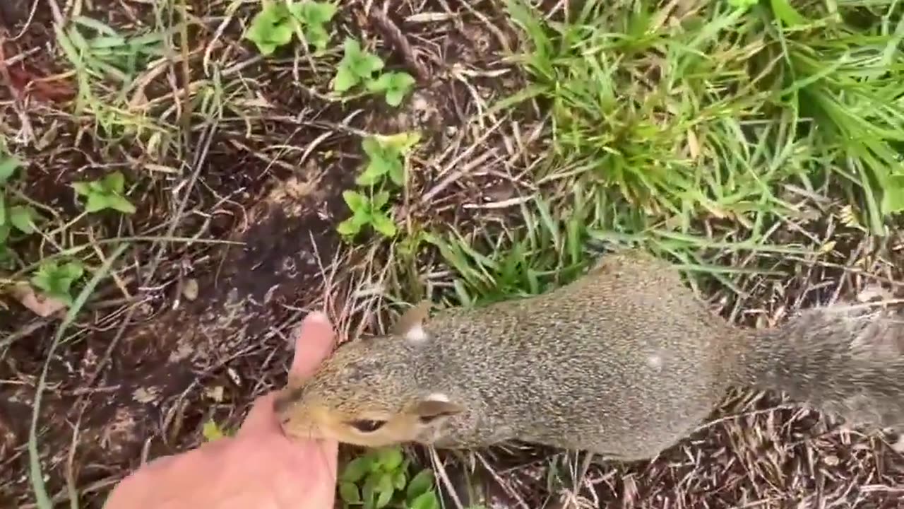 This is a video of a squirrel that you can watch if you want to.