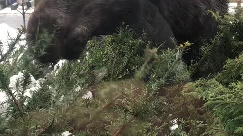 Moose Eating Front Yard Vegetation Amazing Closeup Footage!