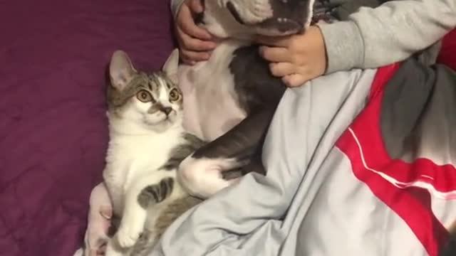 Kid, Pitbull, and Cat Share Bed