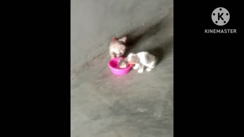 Cat sisters before fight and after fight both love