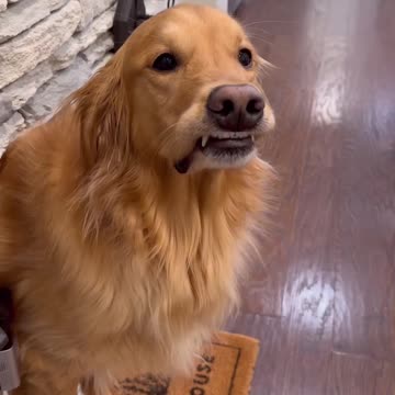 Dog house eviction gone wrong.