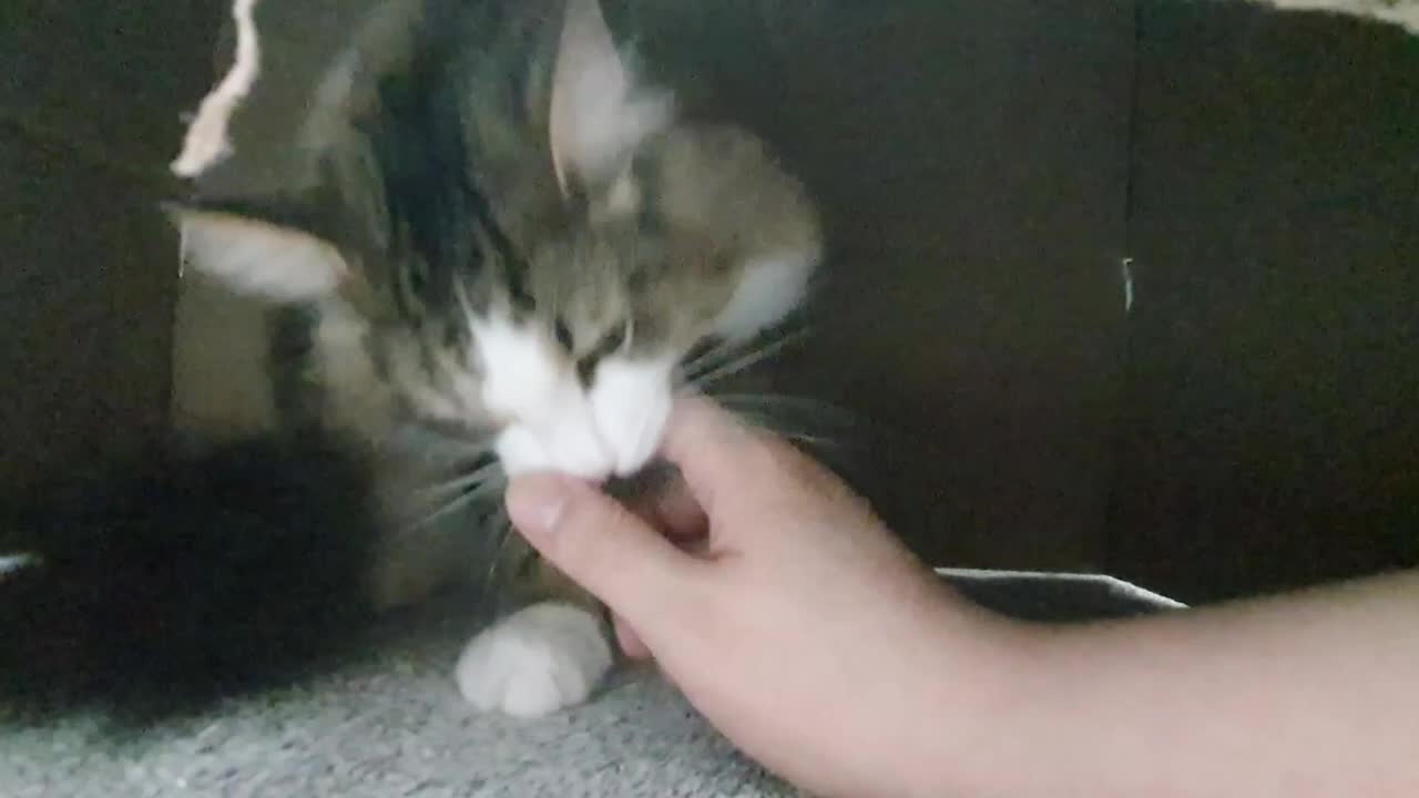 Tell me what you're gonna do in the box😹