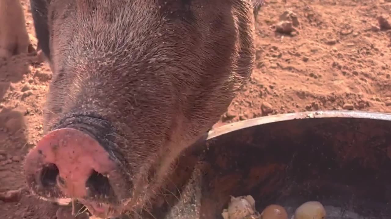 Egg-cited Pigs: Berkshire-Mangalista Pigs Indulge in Eggs & Goat Milk at H5 Ranch