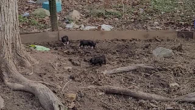 Piglets, Hope, Joy and Peace