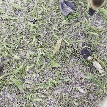 Funny babies geese 🪿