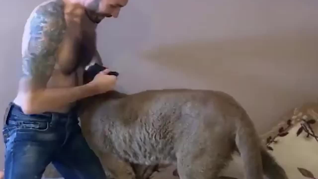 funny dog wow