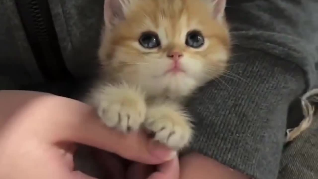 #cat